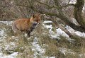 vos in de sneeuw